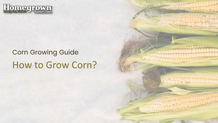 How to Grow Corn