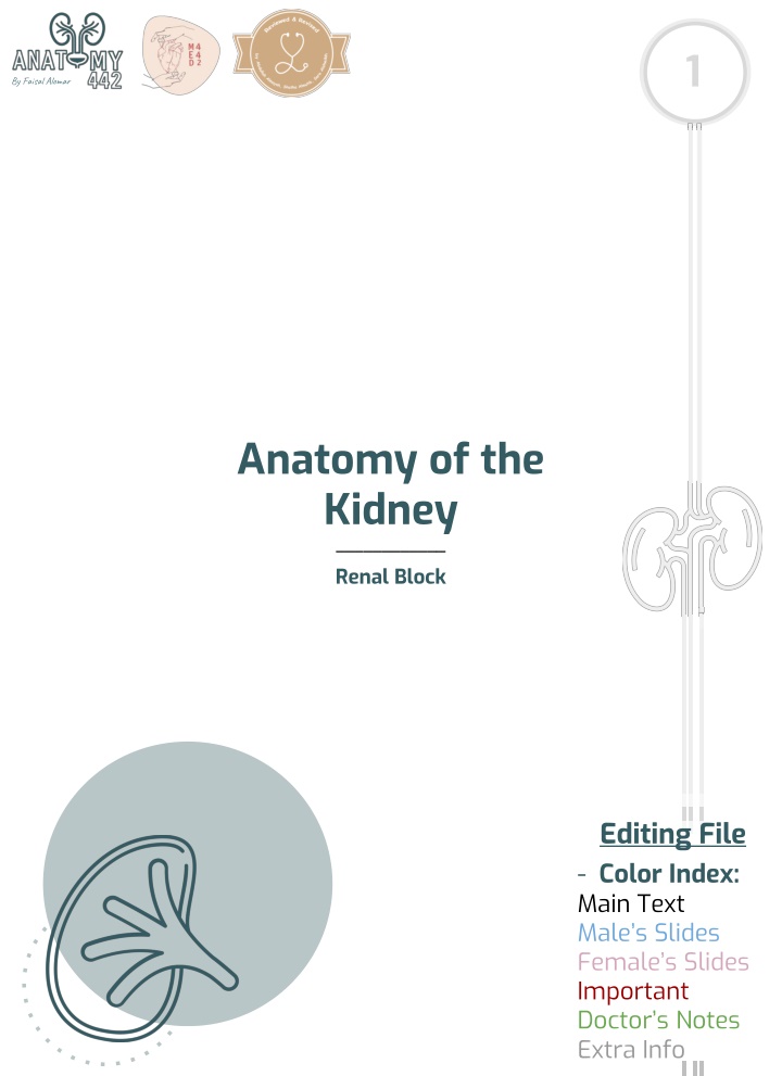 Anatomy of the Kidney: Essential Features and Functions