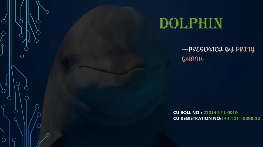 dolphin n.w