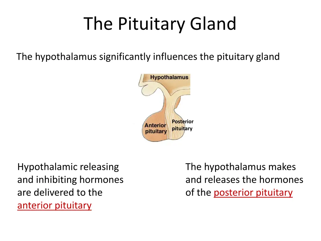 the pituitary gland n.w