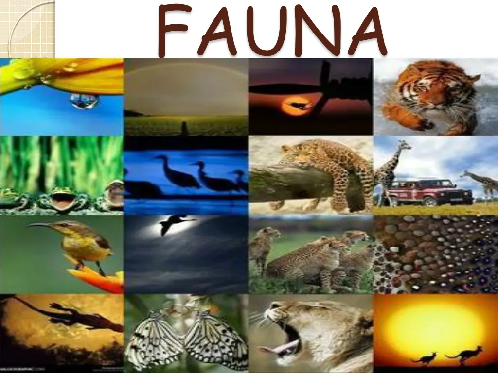 fauna n.w