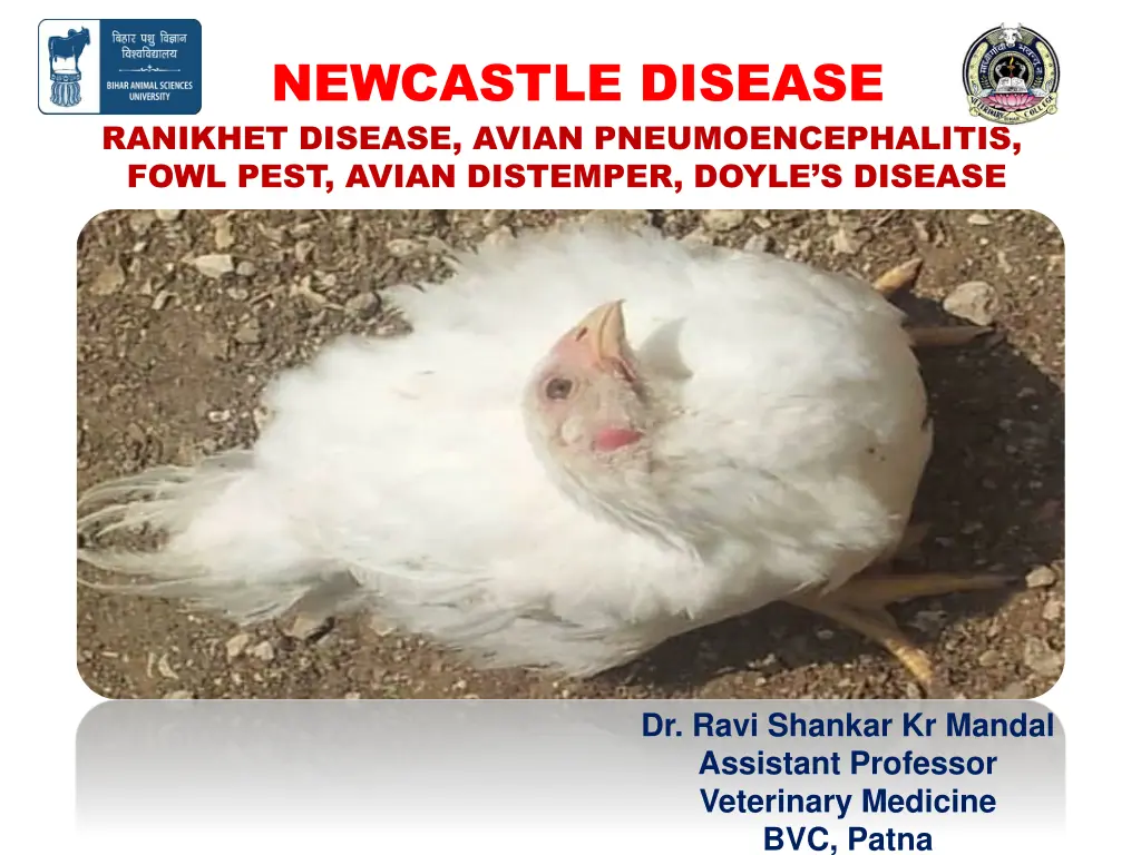 newcastle disease ranikhet disease avian n.w