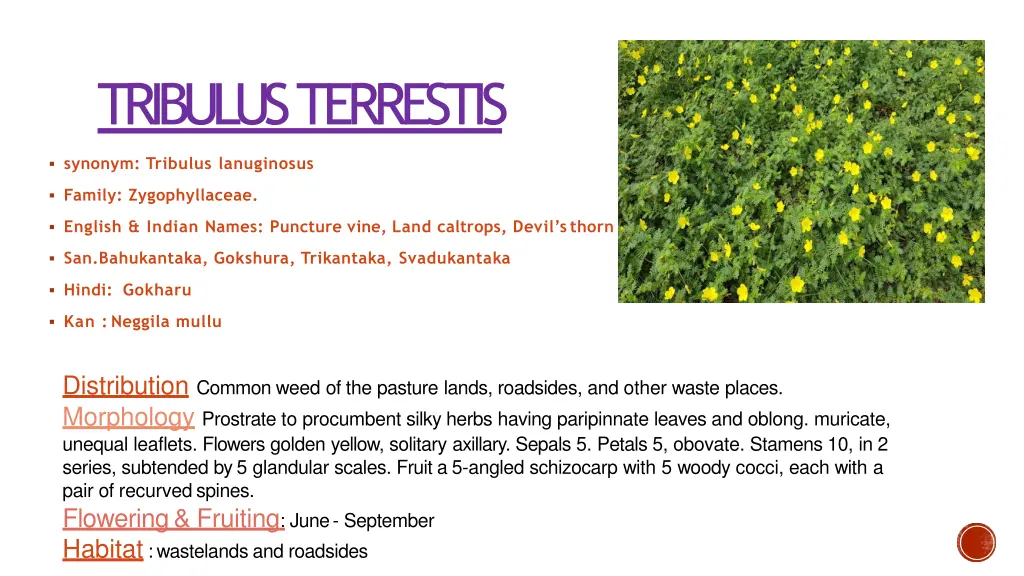 tribulus terrestis n.w
