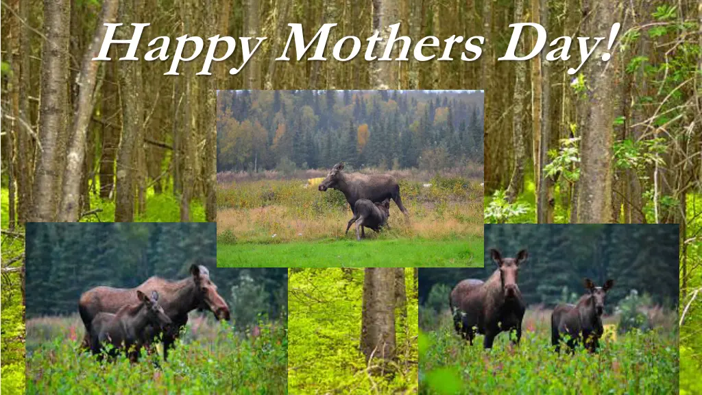 happy mothers day n.w