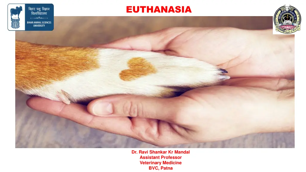 euthanasia n.w