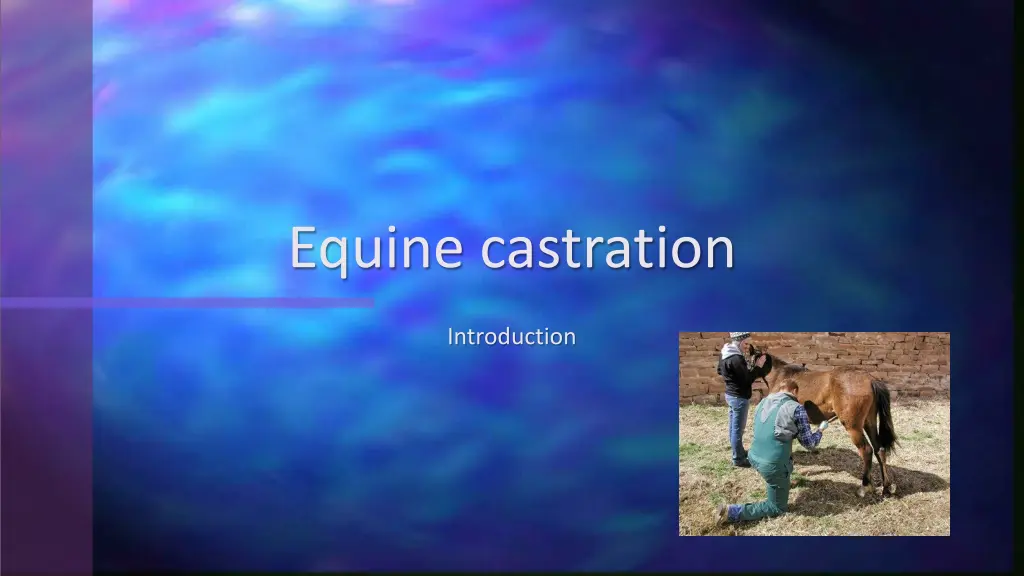 equine castration n.w