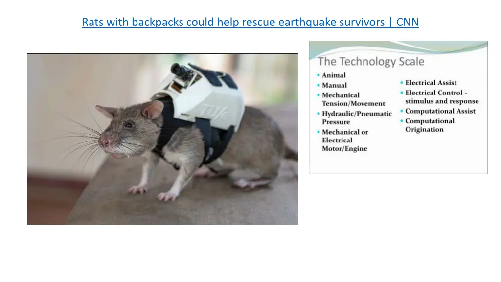 rats with backpacks could help rescue earthquake n.w