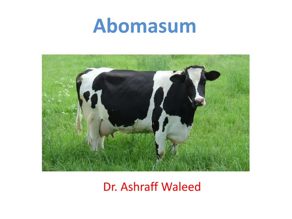 abomasum n.w