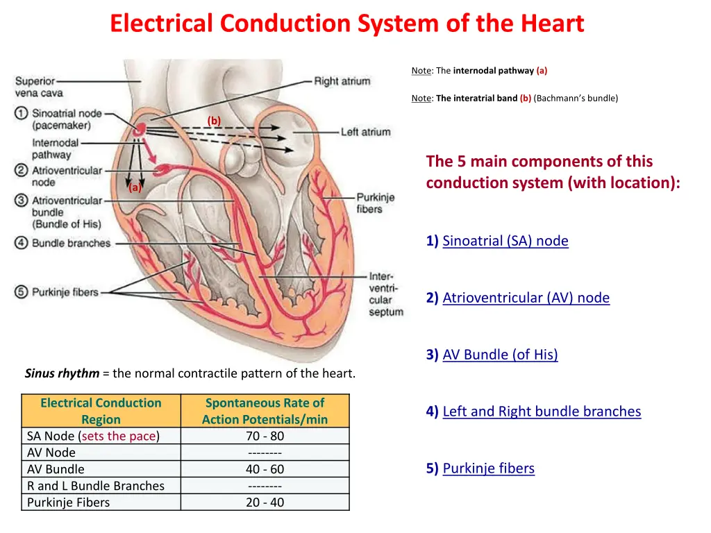 electrical conduction system of the heart n.w