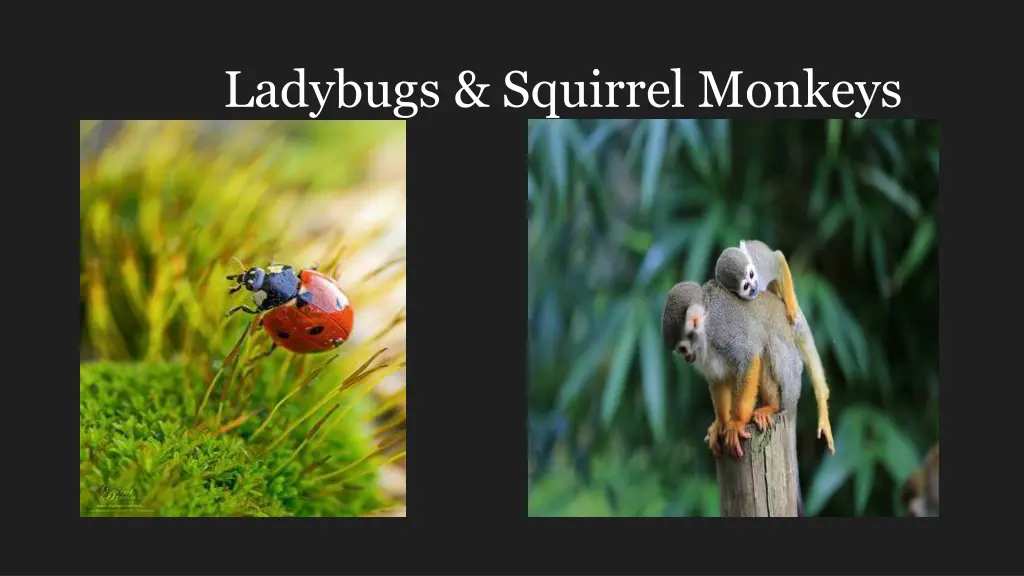 ladybugs squirrel monkeys n.w