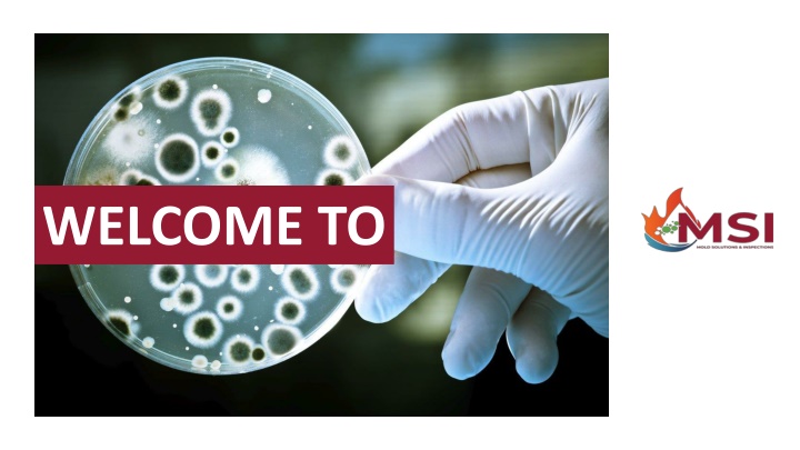 The Benefits of Professional Mold Inspection Restoration Services