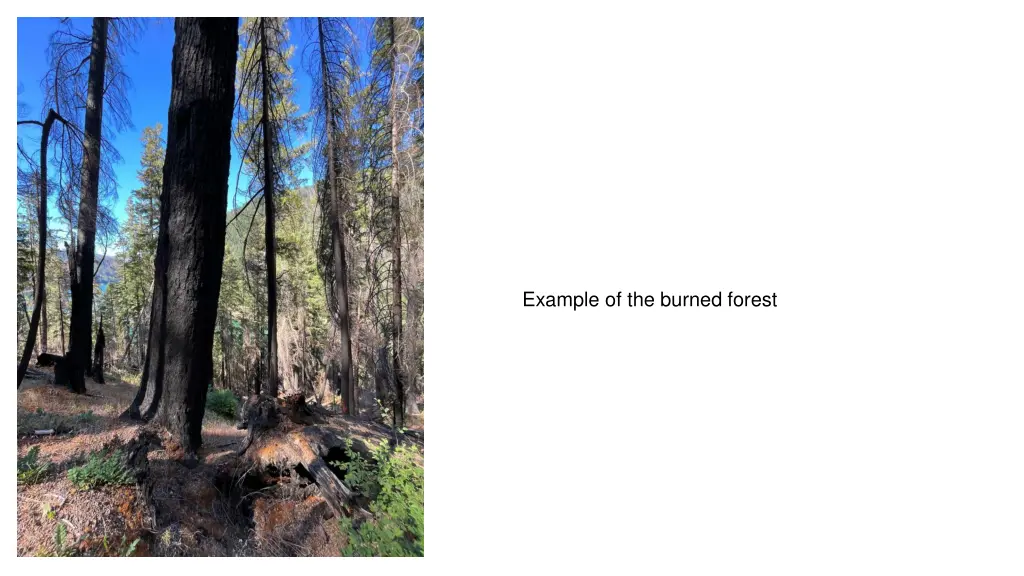 example of the burned forest n.w