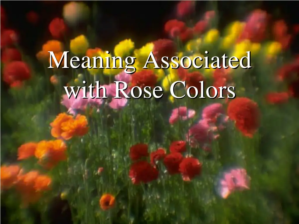 meaning associated with rose colors n.w
