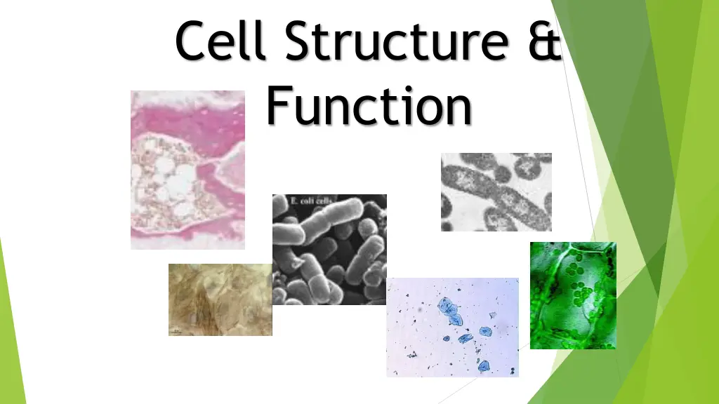 cell structure function n.w