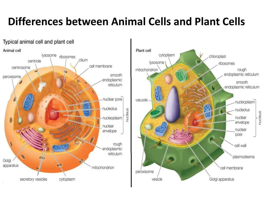 differences between animal cells and plant cells n.w