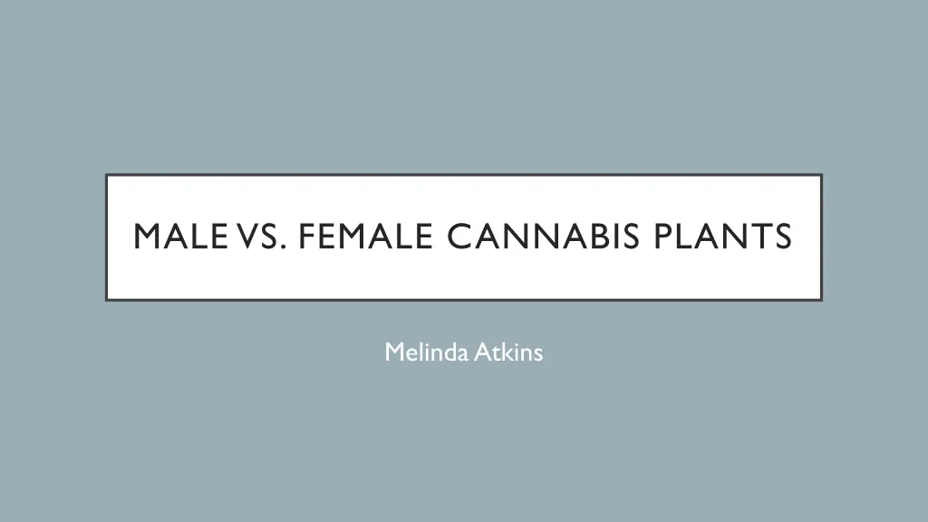 male vs female cannabis plants n.w