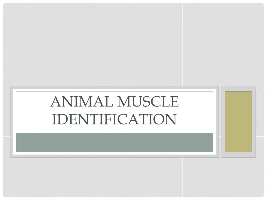 animal muscle identification n.w
