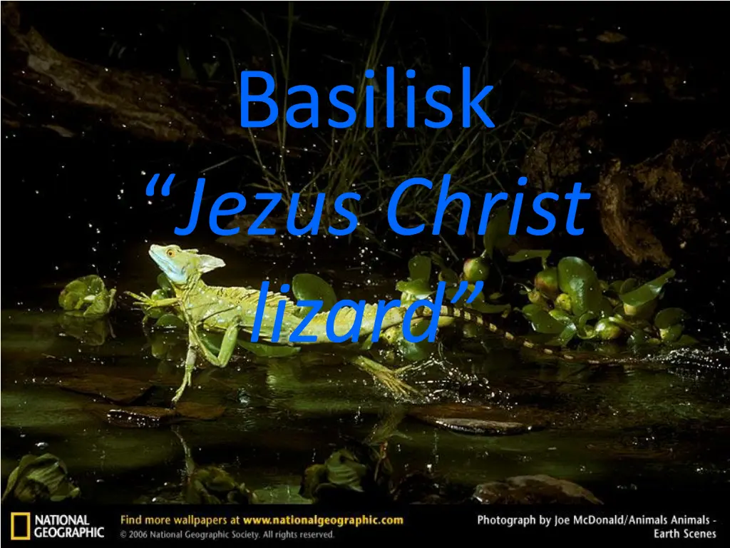 basilisk jezus christ lizard n.w