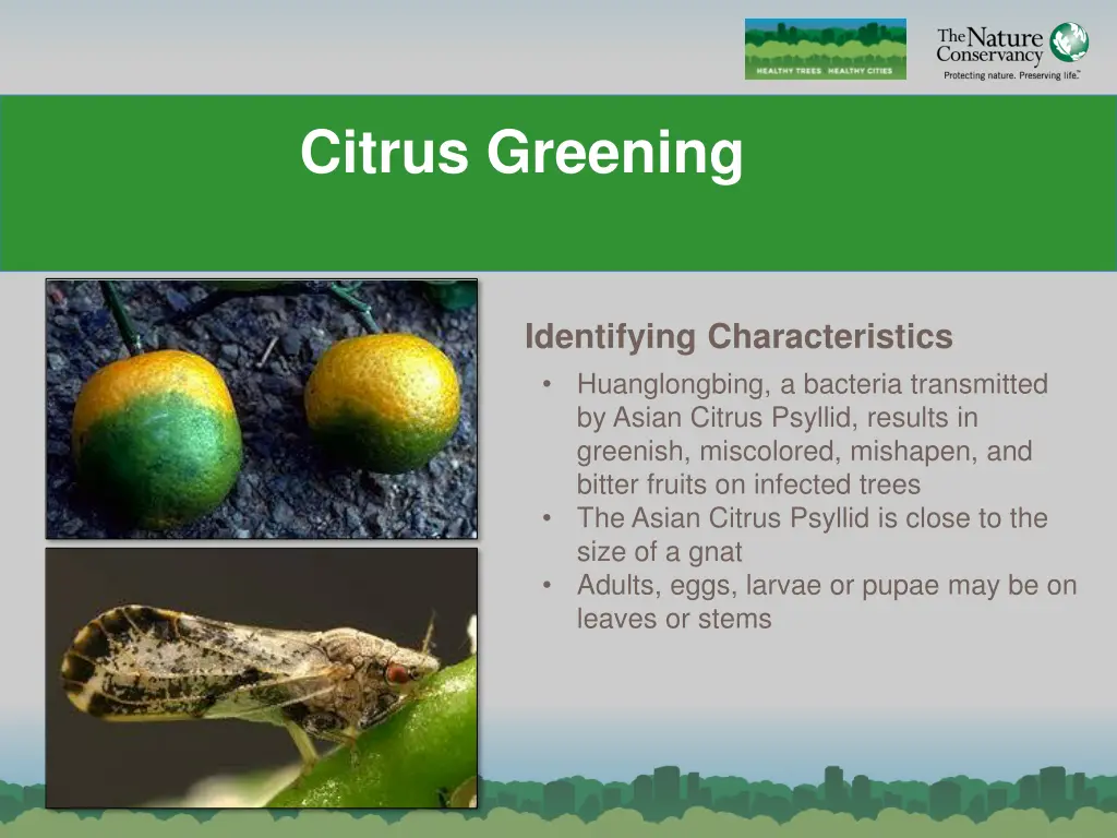 citrus greening n.w