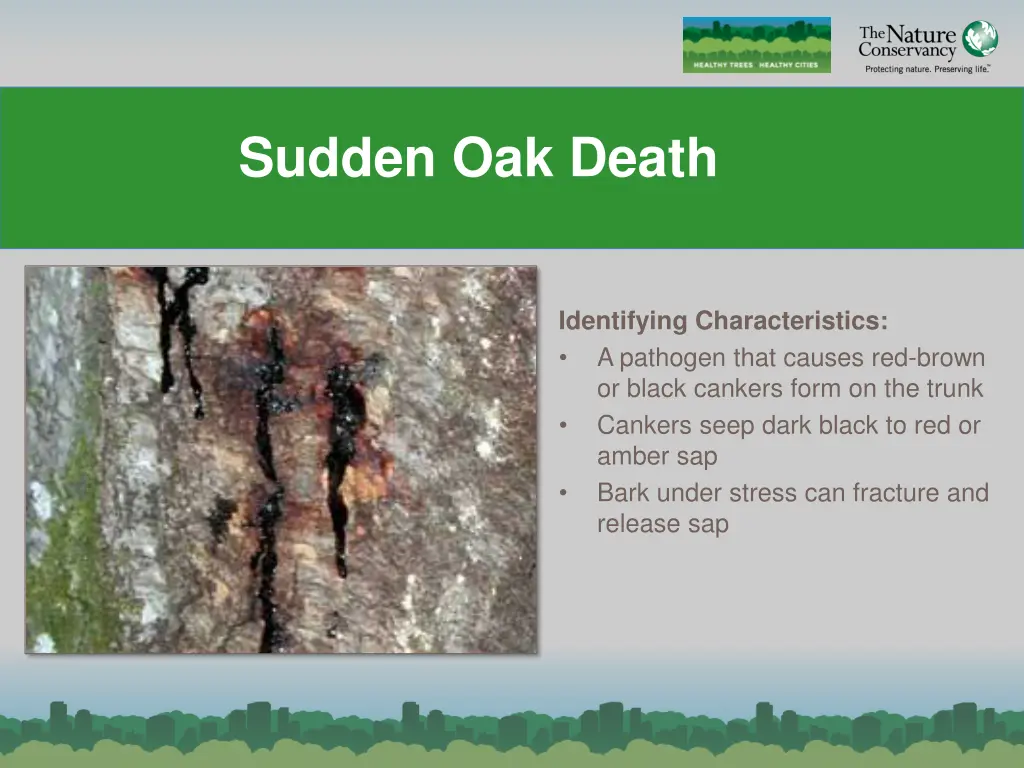 sudden oak death n.w