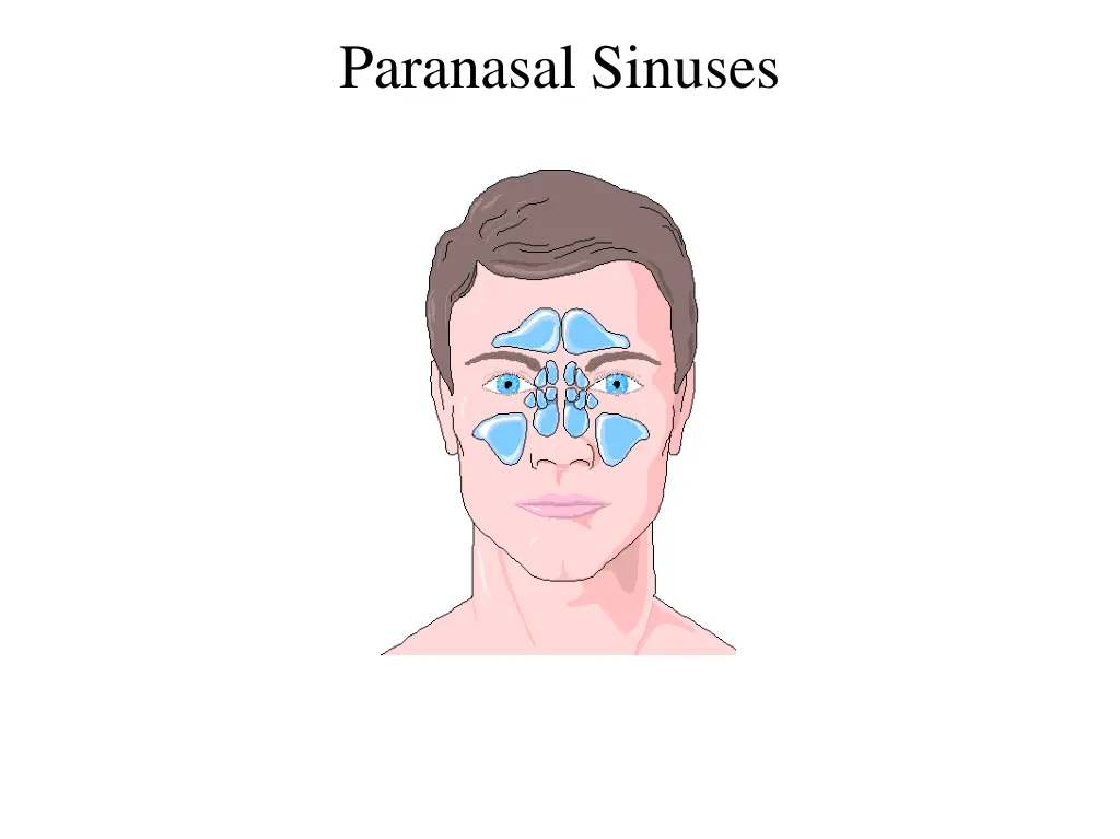 paranasal sinuses n.w