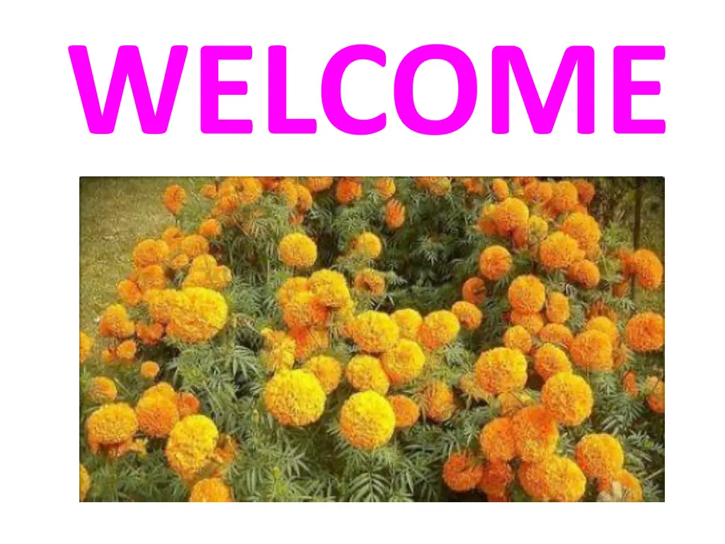 welcome n.w