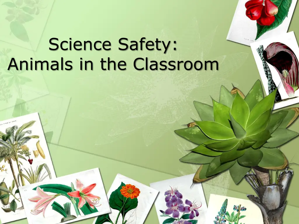 science safety animals in the classroom n.w