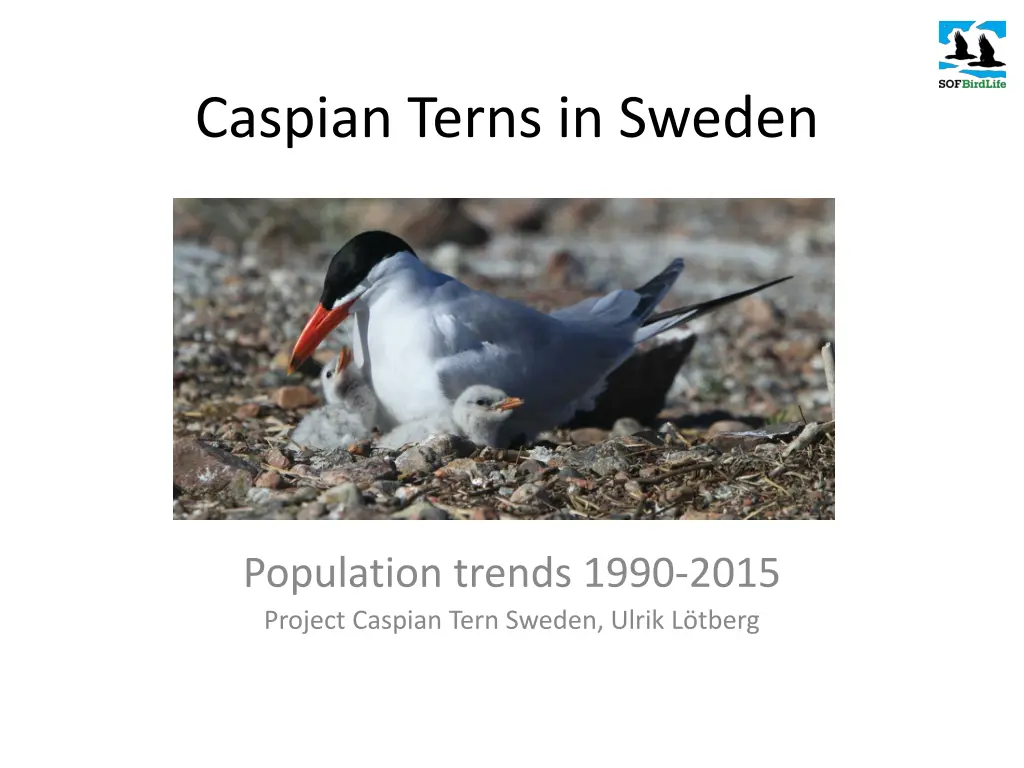 caspian terns in sweden n.w