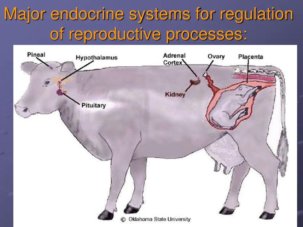 major endocrine systems for regulation n.w