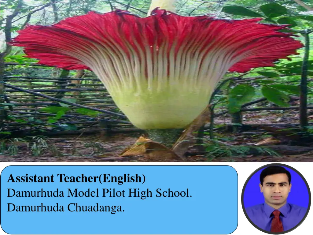 assistant teacher english damurhuda model pilot n.w