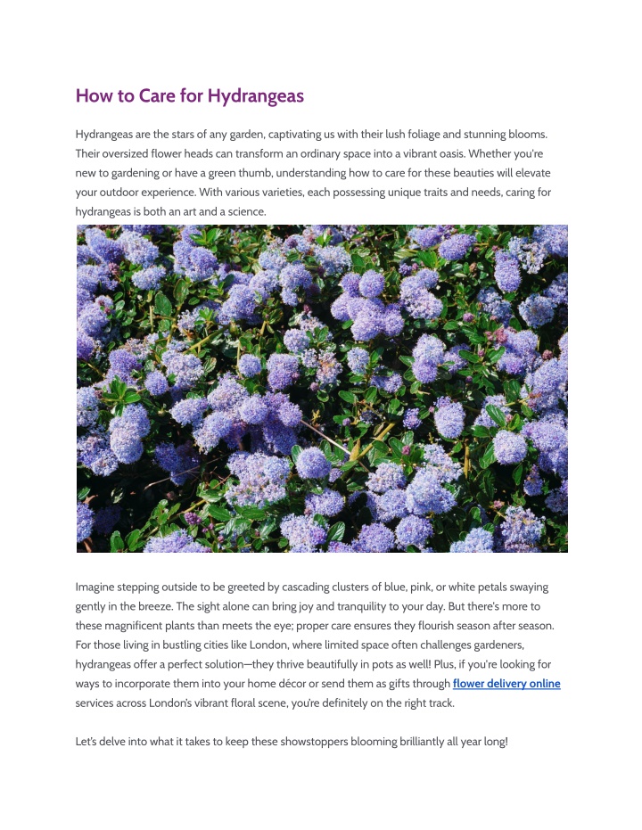 how to care for hydrangeas n.w