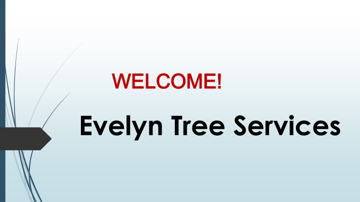 Best Tree Services in Papamoa Beach