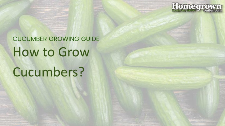 How to Grow Cucumbers