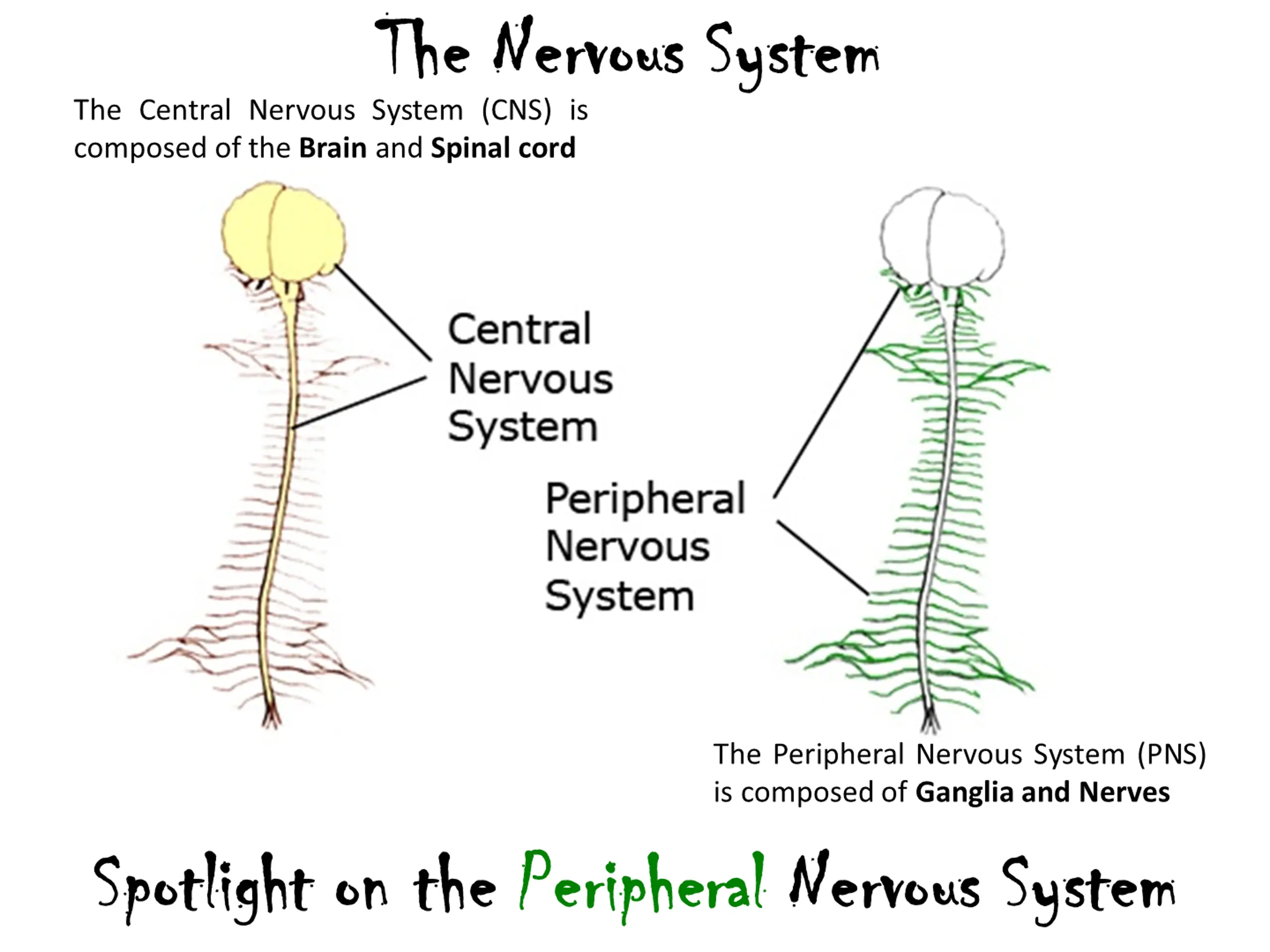 The Nervous System