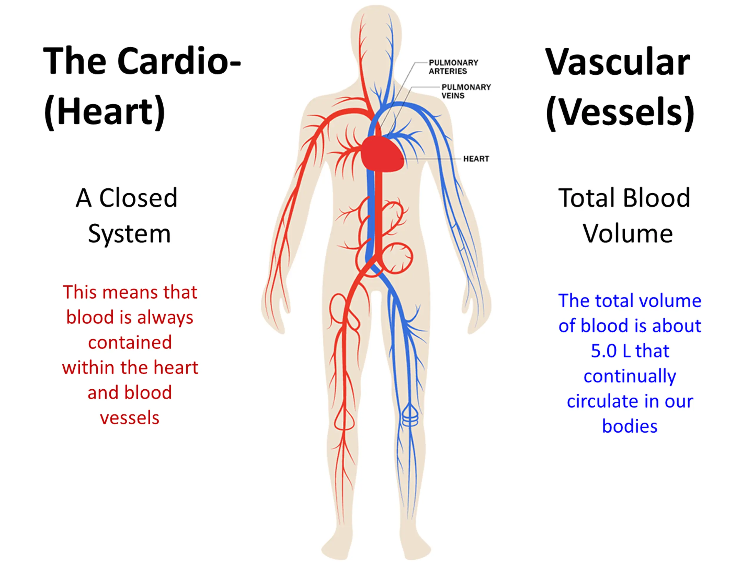 The Cardiovascular System