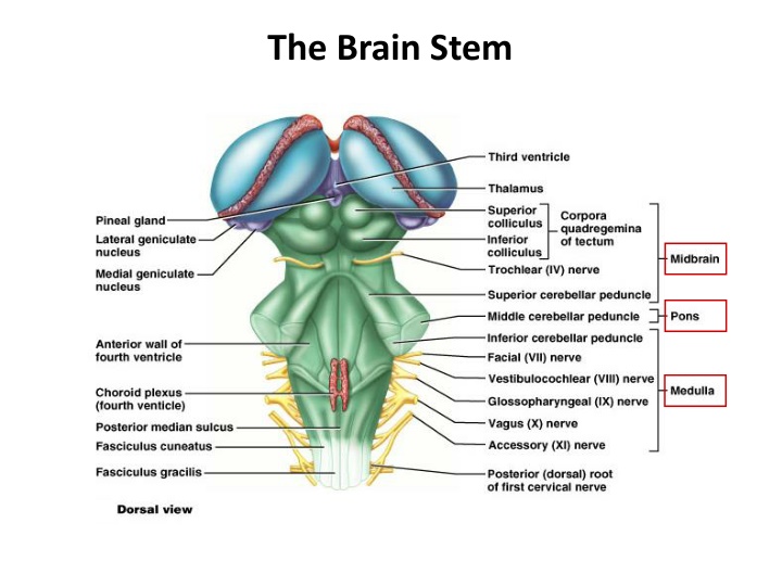 The Brain Stem and its Functions