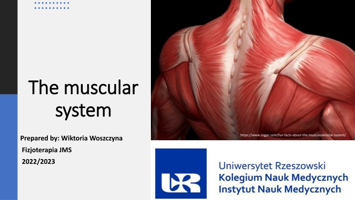 The muscular system