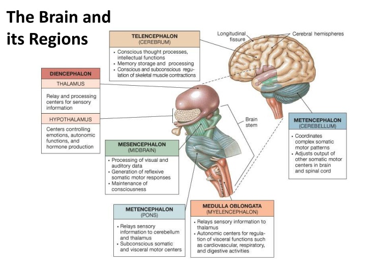 The Fascinating World of the Brain and its Functions