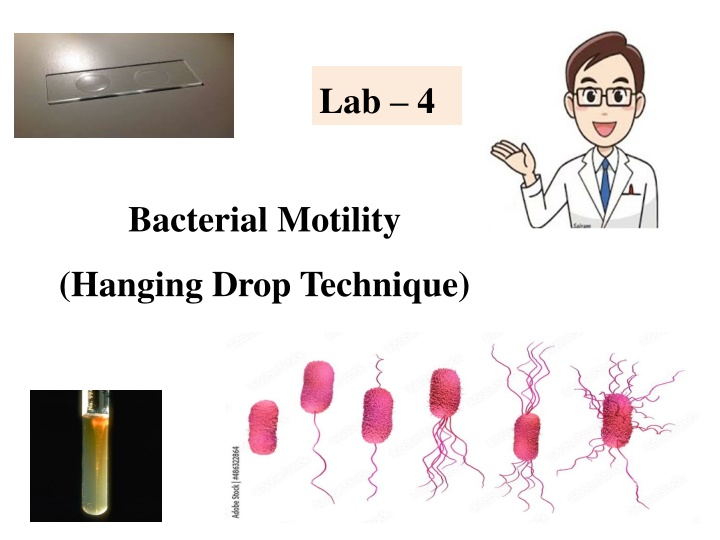 Bacterial Motility Testing Using Hanging Drop Technique