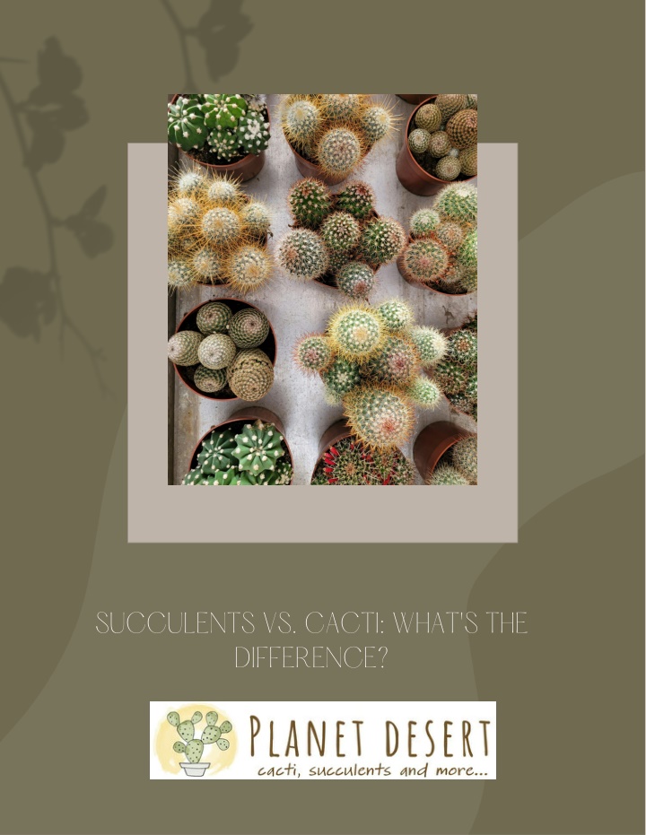 succulents vs cacti what s the difference n.w