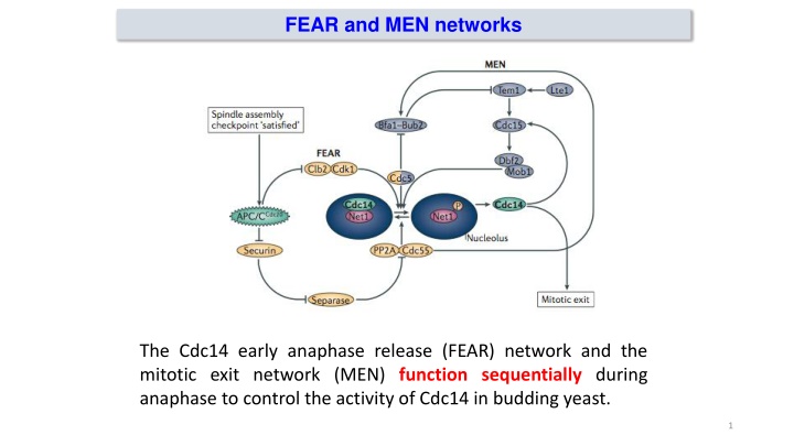 Regulation of Cdc14 Activity in Budding Yeast during Anaphase