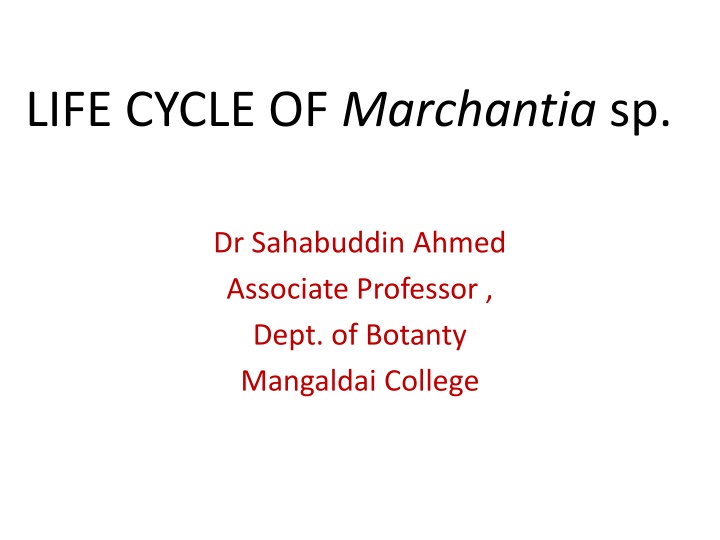 Marchantia sp. Life Cycle and Anatomy Overview