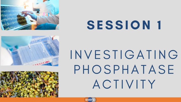 Role of Phosphatase Enzymes in Metabolic Reactions