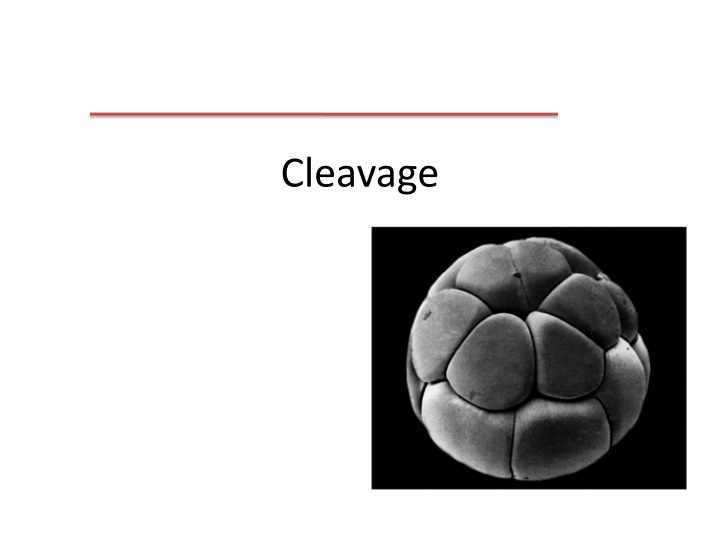 Cleavage in Zygote: Patterns, Types, and Laws