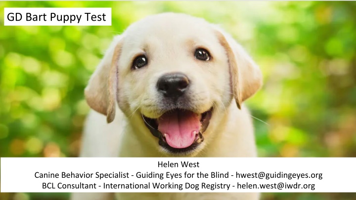 GD Bart Puppy Test: Behavior Scoring System Overview