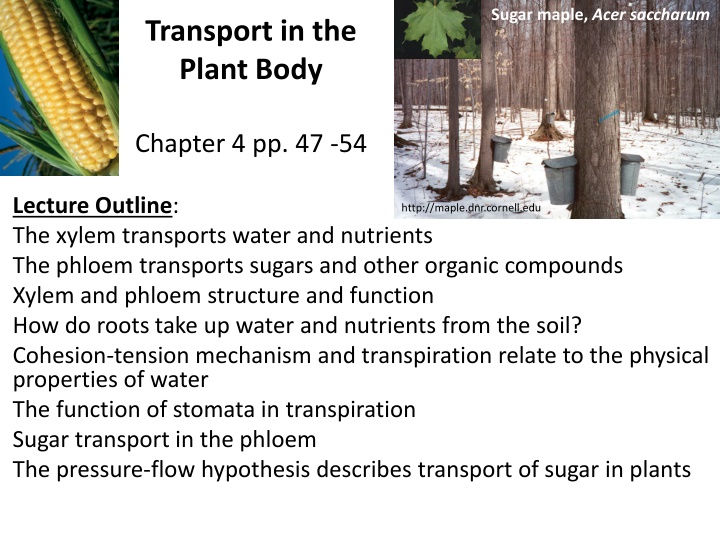 Plant Transport Systems: Xylem, Phloem, and Transpiration