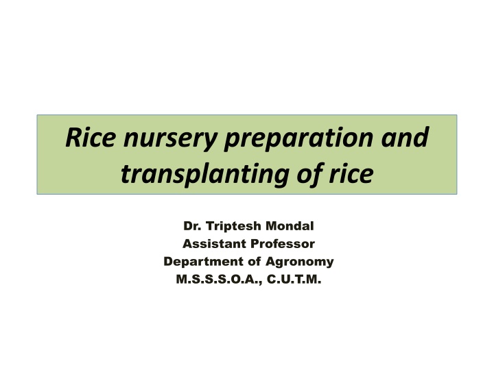 Rice Nursery Preparation and Transplanting of Rice