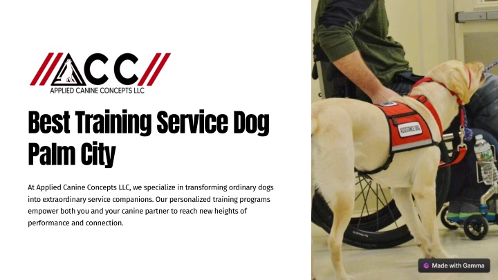 best training service dog palm city n.w