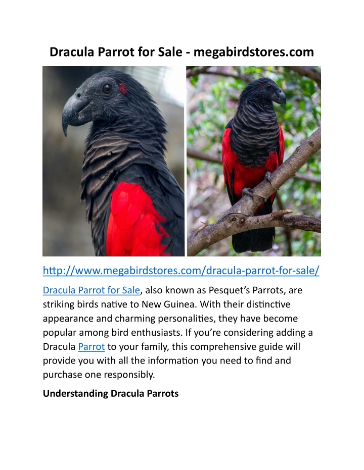 dracula parrot for sale megabirdstores com n.w