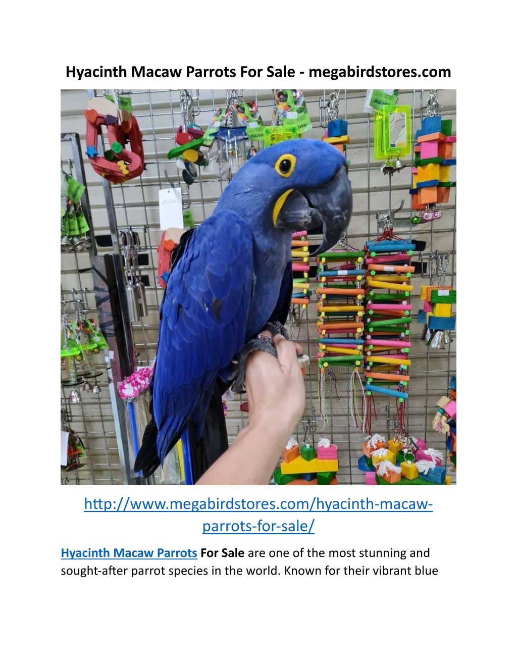 hyacinth macaw parrots for sale megabirdstores com l.w